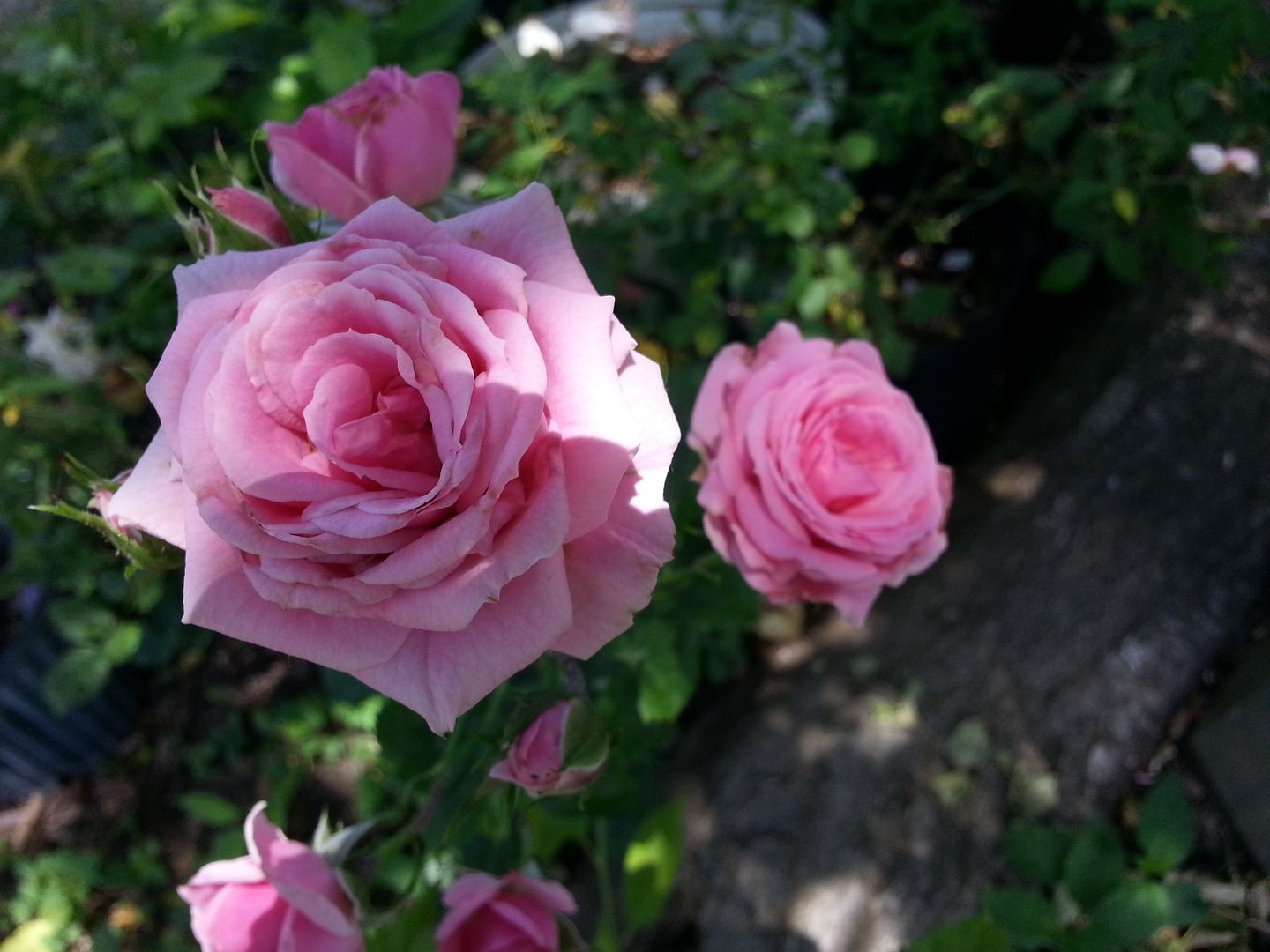 pink rosette photo 20130601_135616_zps60c9296a.jpg